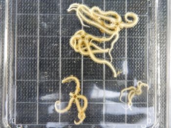 Media type: image;   Invertebrate Zoology 139717